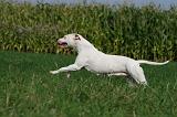 DOGUE ARGENTIN 342